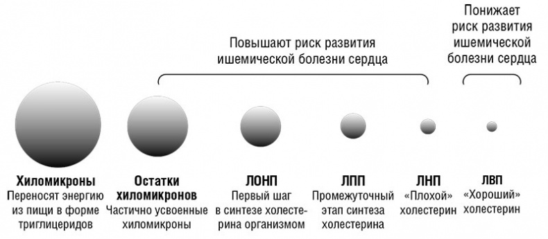 Иллюстрация к книге — Здоровое сердце. Издание XXI века [i_006.jpg]