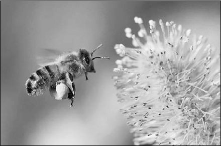 Иллюстрация к книге — Секс, водка, потанцуем? Природа удовольствий [i_100.jpg]