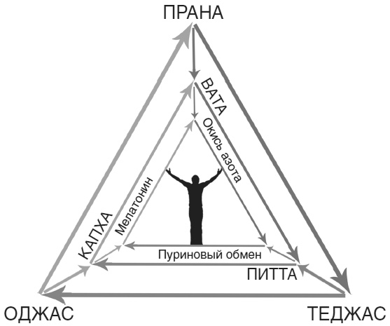 Иллюстрация к книге — Аюрведа. Жить вкусно и не болеть [i_007.jpg]