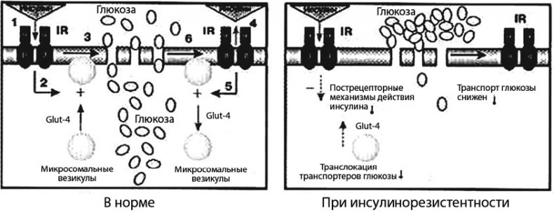 Иллюстрация к книге — Сахарный диабет [_10.jpg]