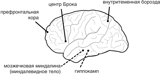 Иллюстрация к книге — Включите свою рабочую память на полную мощь [i_001.jpg]