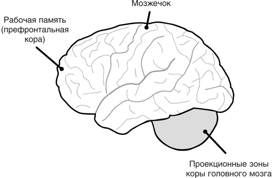 Иллюстрация к книге — Включите свою рабочую память на полную мощь [i_029.jpg]