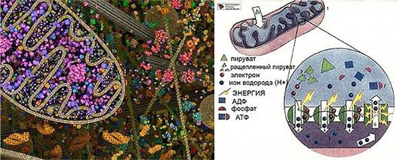 Иллюстрация к книге — Жизнь. Инструкция по устройству, эксплуатации, ремонту и мерам безопасности [i_001.jpg]