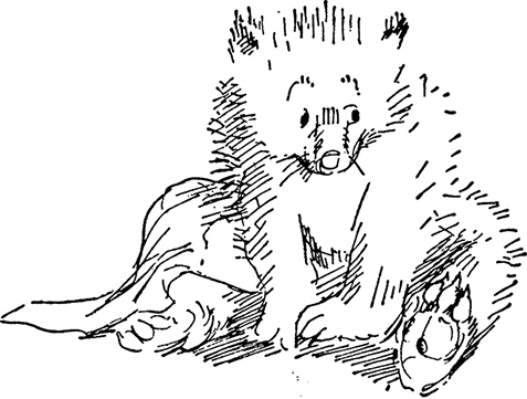 Иллюстрация к книге — Медвежонок Паддингтон спешит на помощь [i_028.jpg]