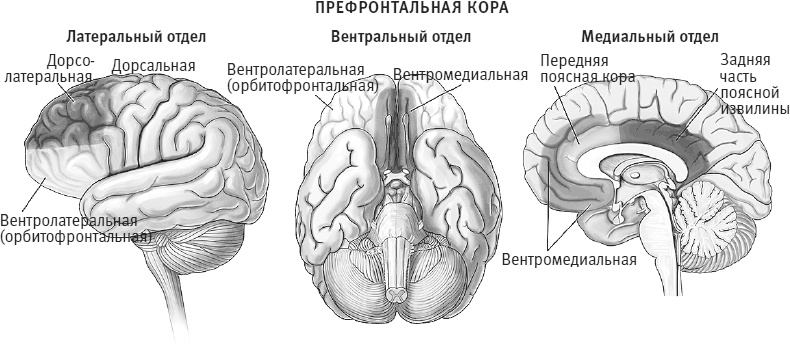 Иллюстрация к книге — Век самопознания. Поиски бессознательного в искусстве и науке с начала XX века до наших дней [i_099.jpg]