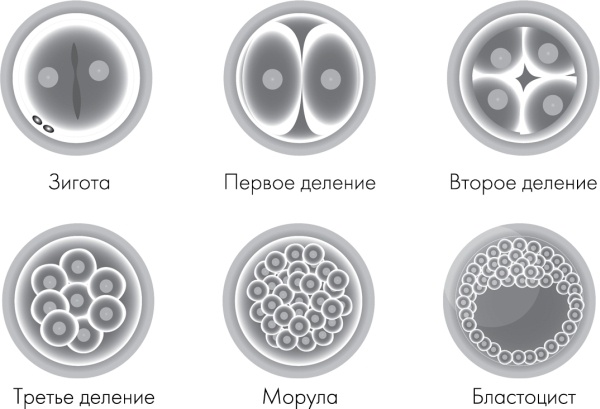 Я - будущая мама! Беременность, роды и первый год жизни ребенка