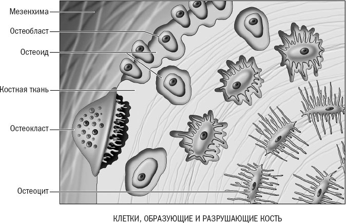 Иллюстрация к книге — Йога при остеопорозе [_12.jpg]