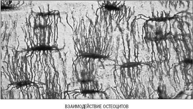 Иллюстрация к книге — Йога при остеопорозе [_13.jpg]
