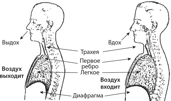 Иллюстрация к книге — Здоровая нервная система [i_040.jpg]