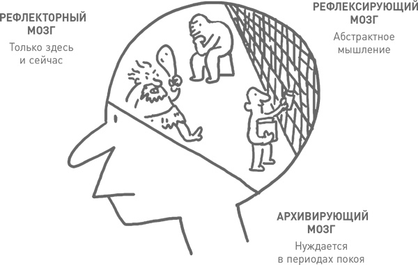 Иллюстрация к книге — Мозг освобожденный. Как предотвратить перегрузки и использовать свой потенциал на полную мощь [i_004.jpg]