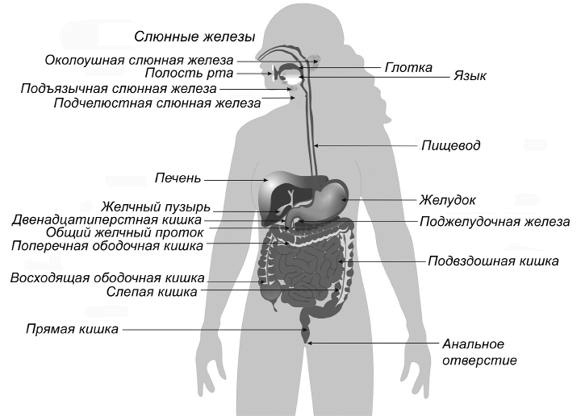 Иллюстрация к книге — Палеодиета – живое питание для здоровья [i_005.jpg]