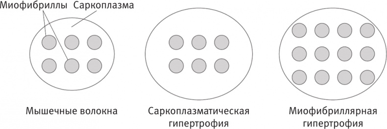 Иллюстрация к книге — Совершенное тело за 4 часа [i_067.jpg]