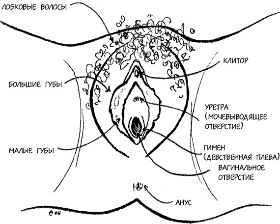 Иллюстрация к книге — Девчонкология [i_011.jpg]