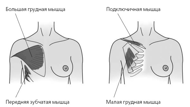 Иллюстрация к книге — Красивая грудь. 25 лучших упражнений [i_002.jpg]