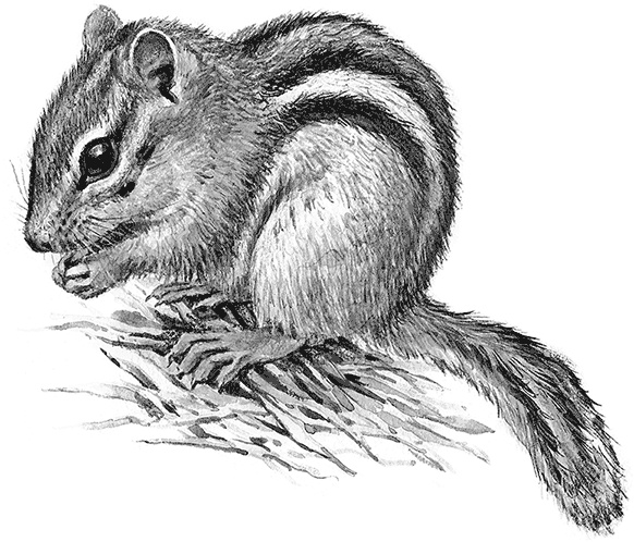 Иллюстрация к книге — Умный дикобраз [i_041.jpg]