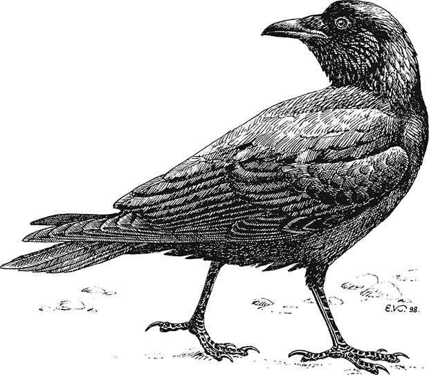 Иллюстрация к книге — Умный дикобраз [i_043.jpg]