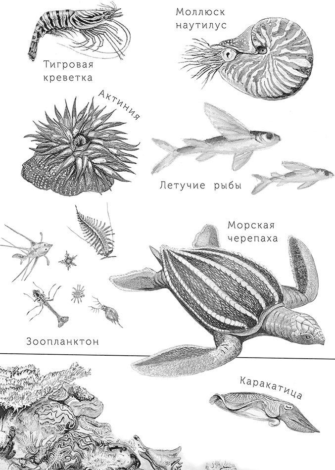 Иллюстрация к книге — Умный дикобраз [i_092.jpg]