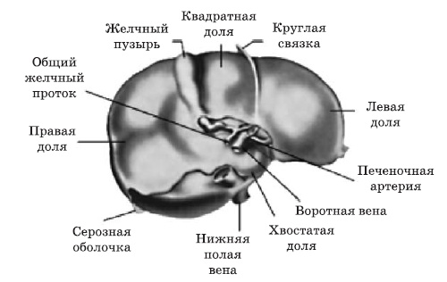 Иллюстрация к книге — Чистка печени и почек. Современные и традиционные методы [Autogen_eBook_id1.jpg]