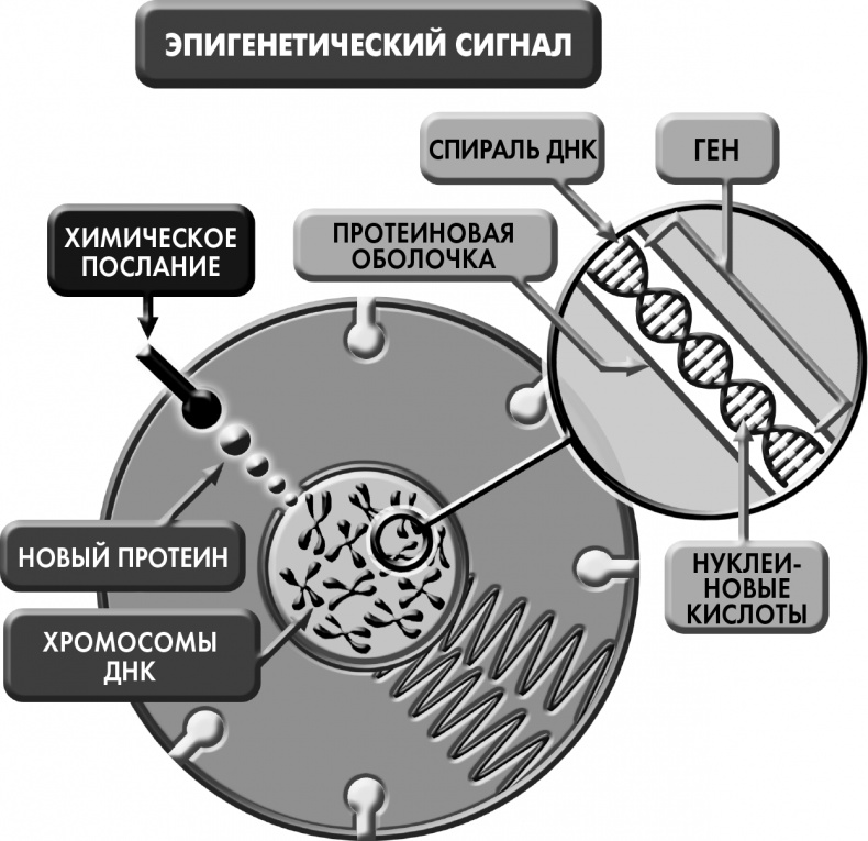Сам себе плацебо: как использовать силу подсознания для здоровья и процветания