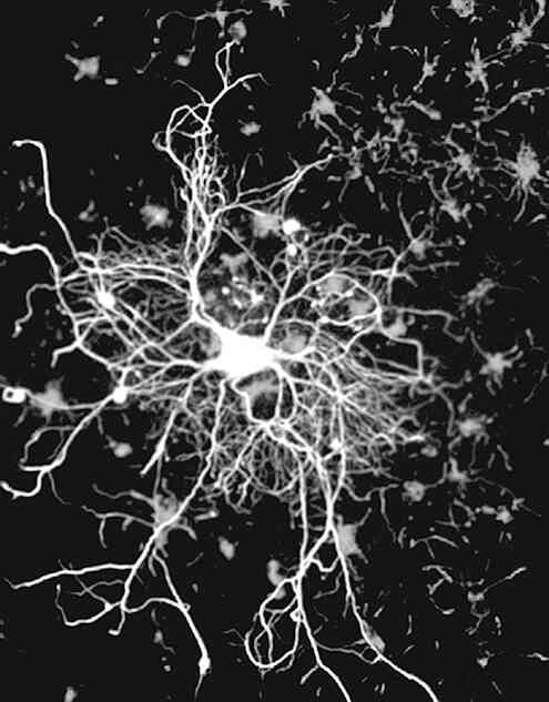 Иллюстрация к книге — 4-й рейх, или Грядущая раса Полой земли [i_002.jpg]