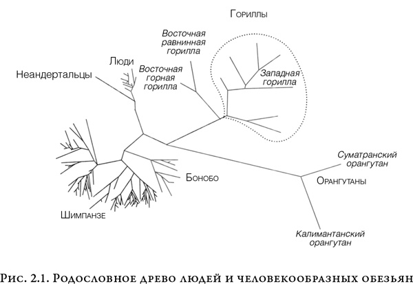 Иллюстрация к книге — На заре человечества. Неизвестная история наших предков [i_001.jpg]