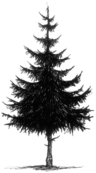 Иллюстрация к книге — Мальчик по имени Рождество [tree_c.jpg]