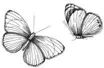 Иллюстрация к книге — У Ромео нет сердца [i_002.jpg]