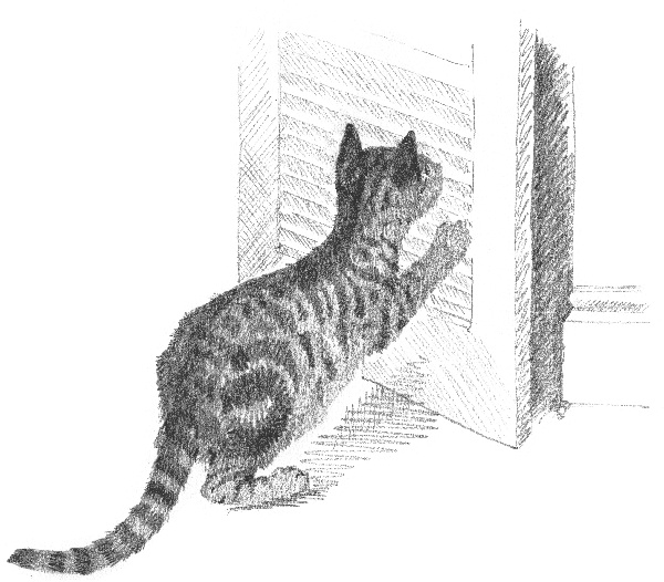 Котенок Звездочка, или Двойной сюрприз