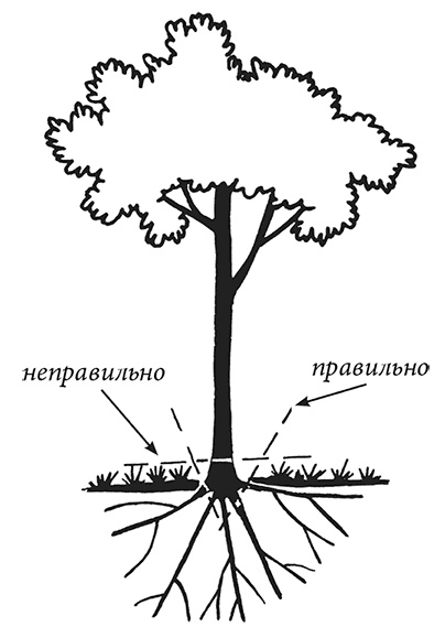 Энциклопедия плодового сада на разумной почве