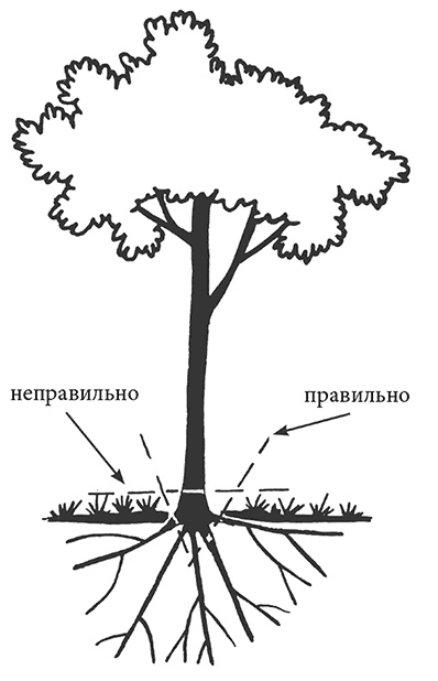 Иллюстрация к книге — Сад без нервов. Обрезка и подкормка [i_004.jpg]
