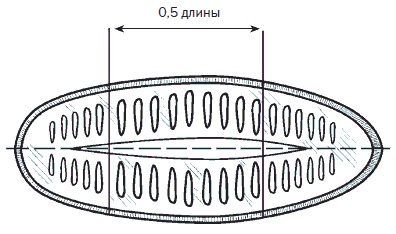 Иллюстрация к книге — Всё о семенах овощных культур [i_006.jpg]