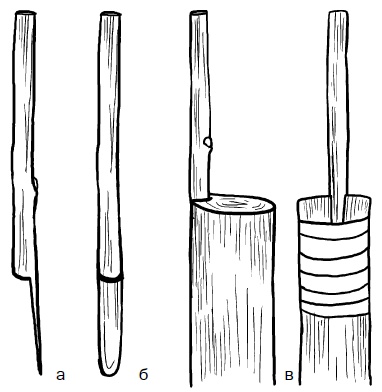 Иллюстрация к книге — Прививка плодовых деревьев: распространенные ошибки и секреты успешной прививки [i_063.jpg]