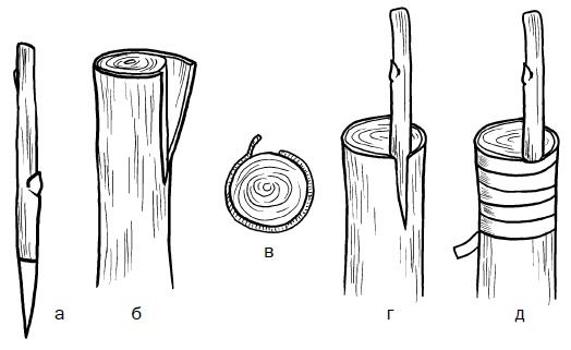 Иллюстрация к книге — Прививка плодовых деревьев: распространенные ошибки и секреты успешной прививки [i_065.jpg]