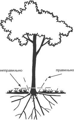Иллюстрация к книге — Большая книга сада и огорода по-новому [i_030.jpg]