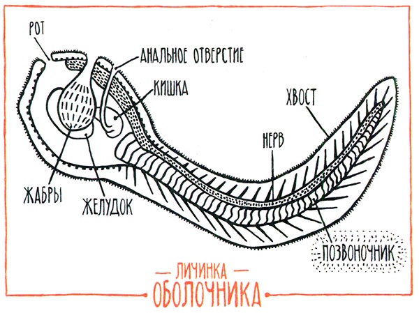 Иллюстрация к книге — Загадка жизни и грязные носки Йоса Гротьеса из Дрила [i_080.jpg]