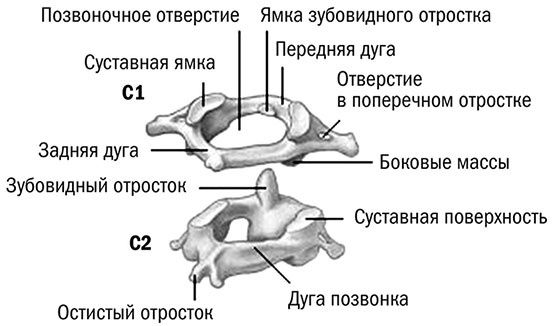 Иллюстрация к книге — Здоровый позвоночник [i_007.jpg]