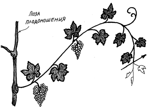 Иллюстрация к книге — Самая полная книга разумно ленивого дачника. Секреты легкого урожая [i_141.jpg]