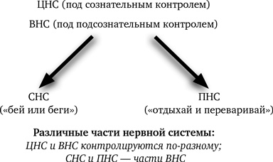 Иллюстрация к книге — Синдром белки в колесе: Как сохранить здоровье и сберечь нервы в мире бесконечных дел [i_002.jpg]