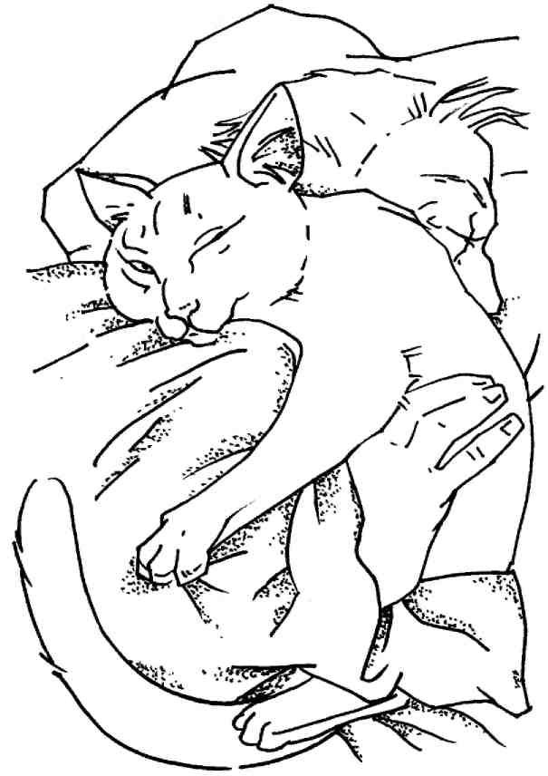 Иллюстрация к книге — Кошки как дети [i_023.jpg]