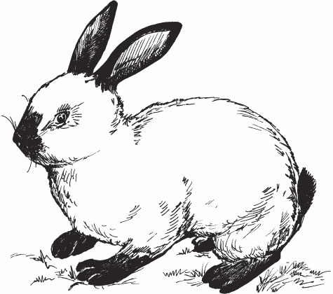 Иллюстрация к книге — Кролиководство для начинающих [_10.jpg]