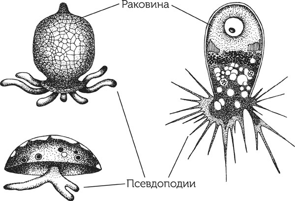 Иллюстрация к книге — Нескучная биология [_862.jpg]
