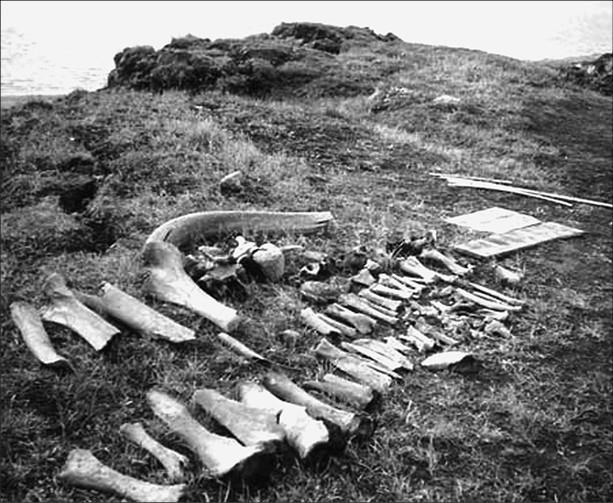 100 великих тайн доисторического мира 100 великих тайн доисторического мира