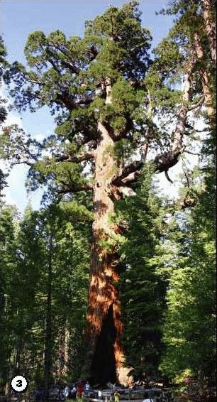 Иллюстрация к книге — История леса. Взгляд из Германии [i_003.jpg]