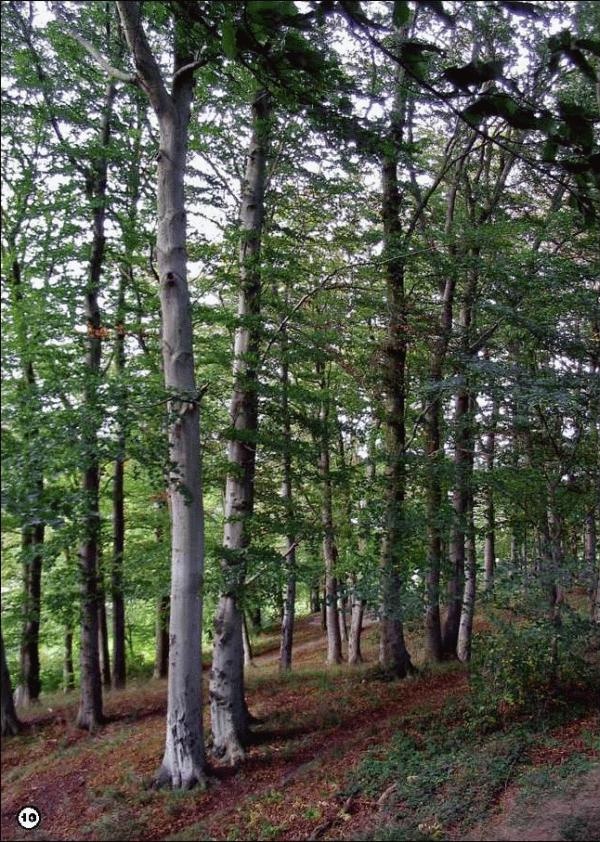 Иллюстрация к книге — История леса. Взгляд из Германии [i_010.jpg]