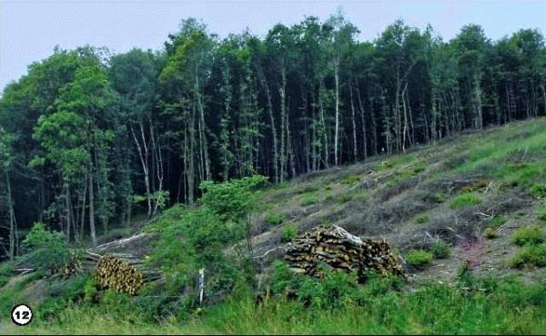 Иллюстрация к книге — История леса. Взгляд из Германии [i_012.jpg]