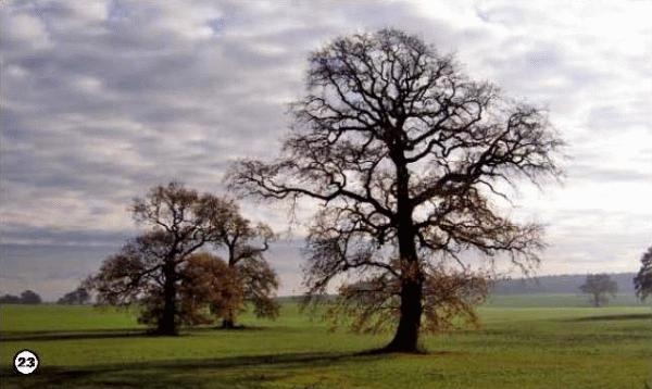 Иллюстрация к книге — История леса. Взгляд из Германии [i_023.jpg]