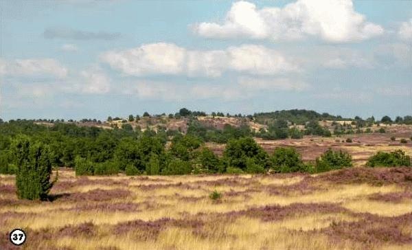 Иллюстрация к книге — История леса. Взгляд из Германии [i_037.jpg]