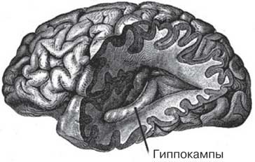 Иллюстрация к книге — Удивительные истории о мозге, или рекорды памяти коноплянки [i_002.jpg]