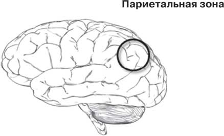 Иллюстрация к книге — Удивительные истории о мозге, или рекорды памяти коноплянки [i_007.jpg]
