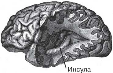 Иллюстрация к книге — Удивительные истории о мозге, или рекорды памяти коноплянки [i_015.jpg]